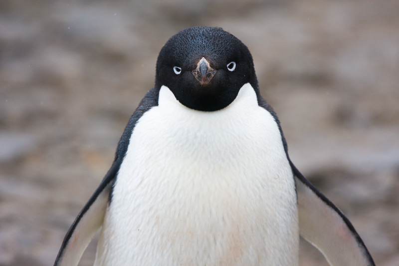 Adélie Penguin